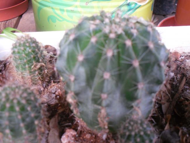 Name:  SDC11618 copy.jpg
Views: 1190
Size:  39.5 KB