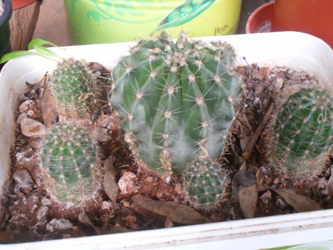 Name:  SDC11619 copy.jpg
Views: 1218
Size:  55.0 KB