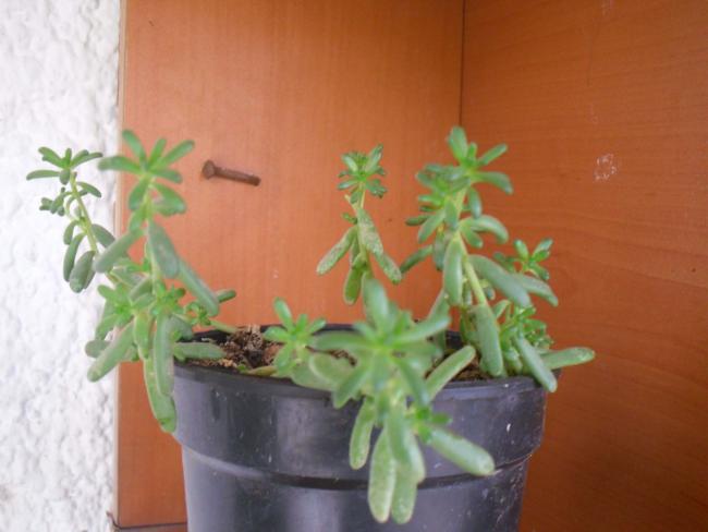 Name:  SDC11623 copy.jpg
Views: 1151
Size:  31.6 KB