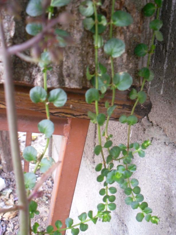 Name:  SDC11626 copy.jpg
Views: 1214
Size:  71.7 KB