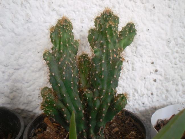 Name:  SDC11628 copy.jpg
Views: 1175
Size:  40.6 KB