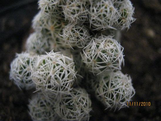 Name:  m. gracilis.JPG
Views: 5437
Size:  49.4 KB