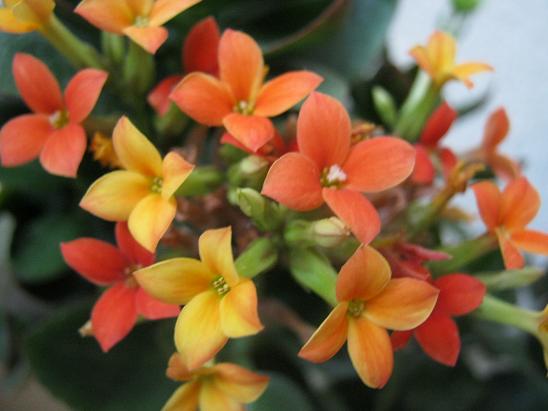 Name:  kalanchoe.JPG
Views: 6359
Size:  42.0 KB