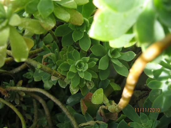 Name:  sedum palmeri1.JPG
Views: 5914
Size:  48.0 KB