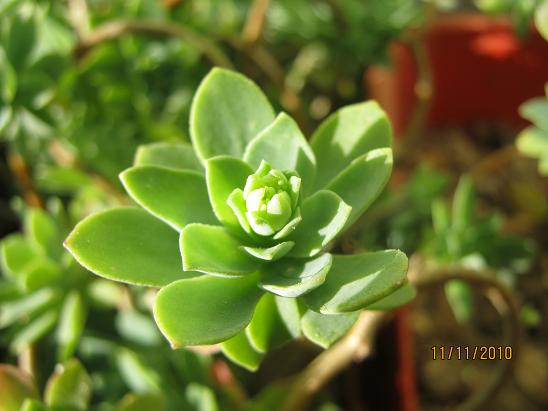 Name:  sedum palmeri.JPG
Views: 6387
Size:  43.0 KB