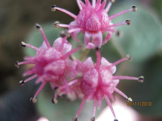 Name:  sedum sieboldii iek.JPG
Views: 5285
Size:  37.7 KB