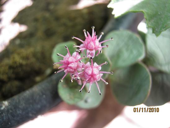Name:  sedum sieboldii .JPG
Views: 5173
Size:  39.7 KB