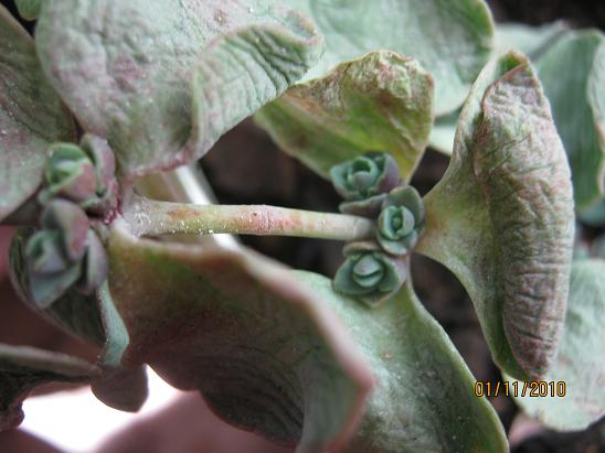 Name:  sedum sieboldii srgn.JPG
Views: 5282
Size:  47.1 KB
