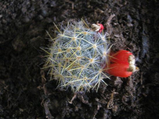 Name:  mammillaria prolifera.JPG
Views: 5461
Size:  52.8 KB