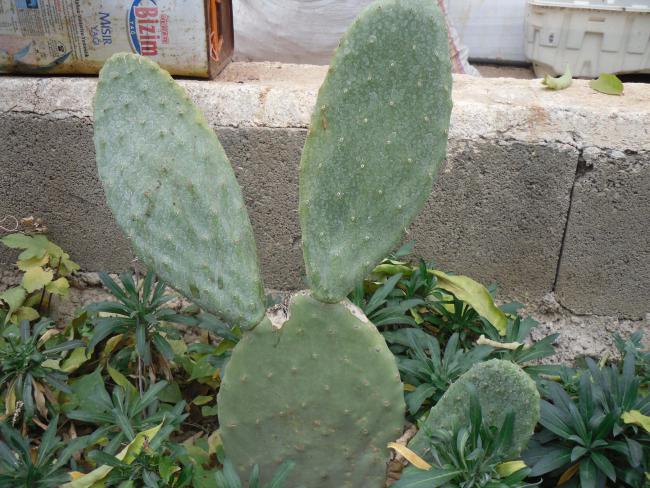 Name:  SDC11634 copy.jpg
Views: 1117
Size:  65.8 KB
