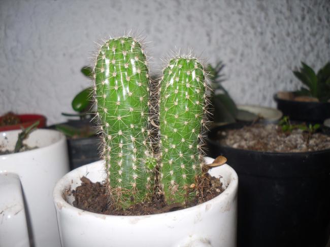 Name:  SDC11635 copy.jpg
Views: 1177
Size:  43.0 KB