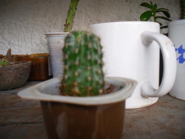 Name:  SDC11636 copy.jpg
Views: 1054
Size:  29.5 KB