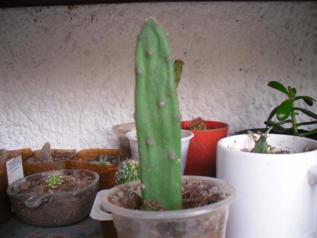 Name:  SDC11640 copy.jpg
Views: 1093
Size:  35.6 KB