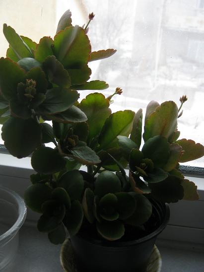 Name:  kalanchoe 1.JPG
Views: 5779
Size:  32.9 KB