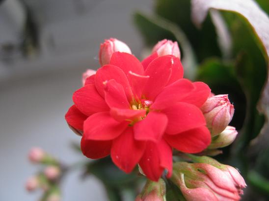 Name:  kalanchoe.JPG
Views: 6638
Size:  36.3 KB