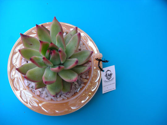 Name:  05teacups42109_rect540.jpg
Views: 1598
Size:  39.9 KB