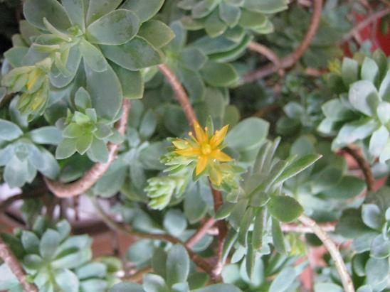 Name:  sedum palmeri.JPG
Views: 3056
Size:  48.9 KB