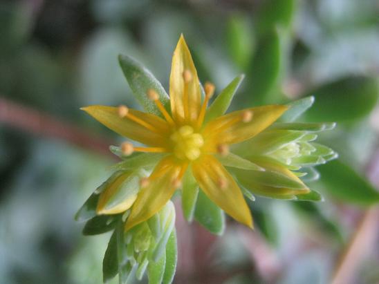 Name:  sedum palmeri1.JPG
Views: 3367
Size:  36.5 KB