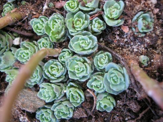 Name:  sedum sieboldii.jpg
Views: 3202
Size:  54.9 KB