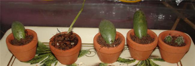 Name:  Untitled (Medium).jpg
Views: 1184
Size:  21.9 KB