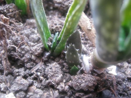 Name:  eski aloevera.JPG
Views: 1978
Size:  57.6 KB