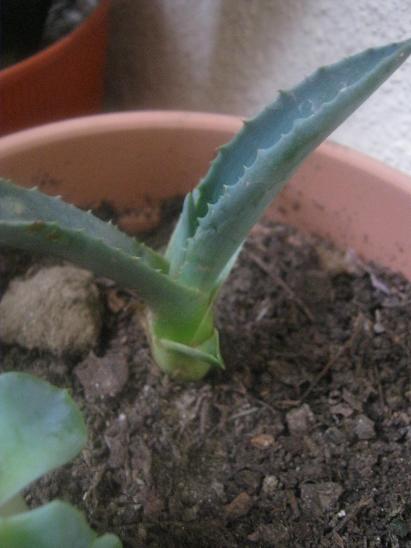 Name:  aloe.JPG
Views: 1926
Size:  34.8 KB