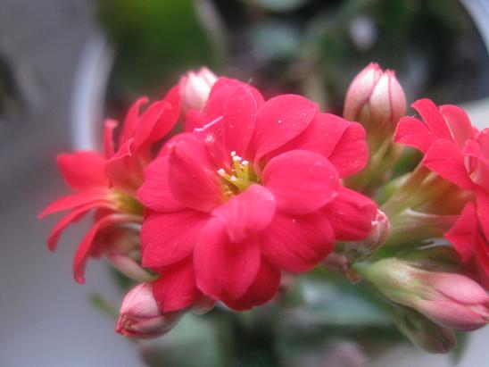 Name:  krmz kalanchoe.JPG
Views: 2149
Size:  37.2 KB