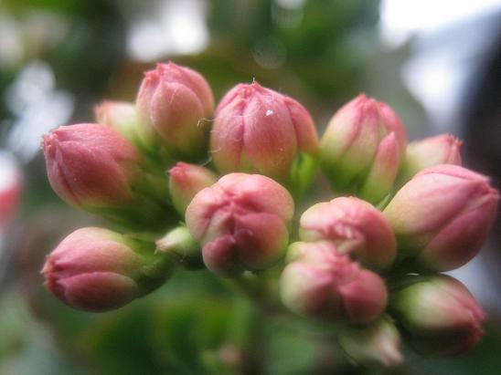 Name:  tomurcuk kalanchoe.JPG
Views: 3268
Size:  37.4 KB