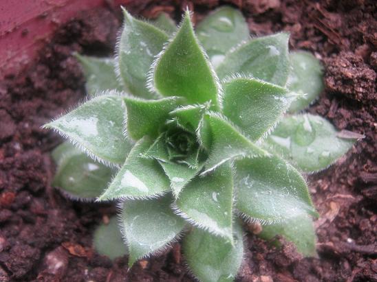 Name:  sempervivum.JPG
Views: 2024
Size:  55.7 KB