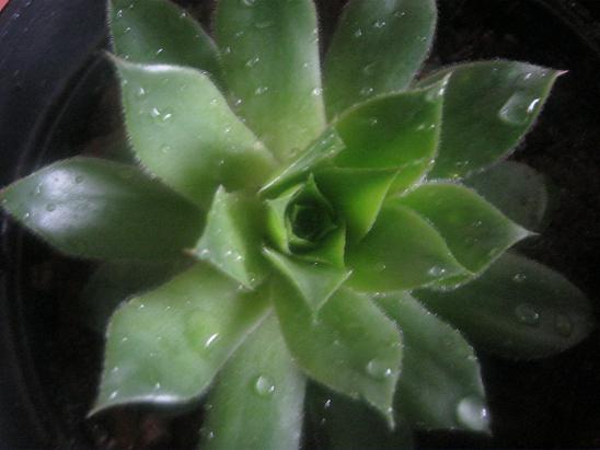 Name:  sempervivum1.JPG
Views: 1989
Size:  38.7 KB