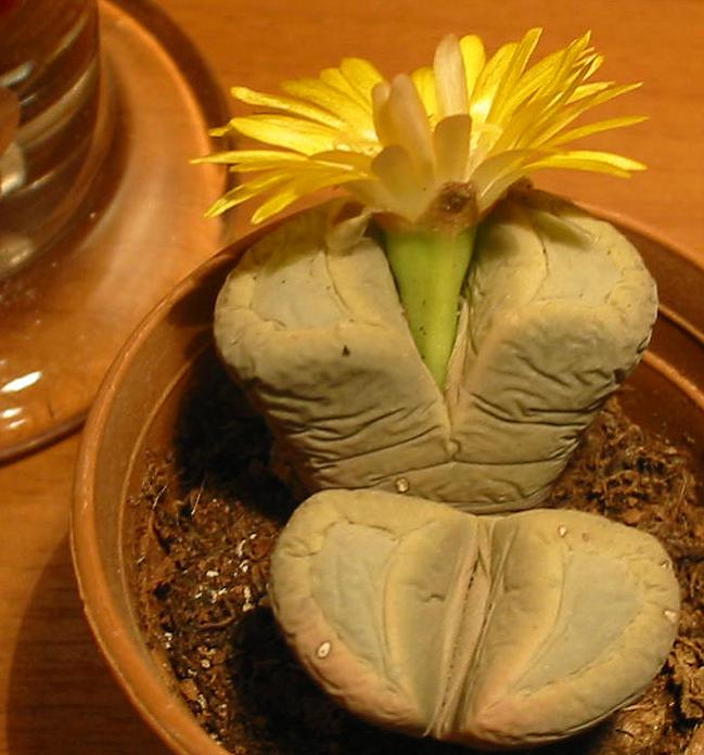 Name:  lithops1.jpg
Views: 2376
Size:  57.2 KB