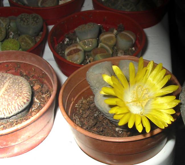 Name:  lithops2.jpg
Views: 1674
Size:  49.4 KB