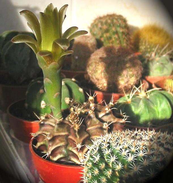 Name:  gymno calcycium stenogonum 1.jpg
Views: 1628
Size:  64.6 KB