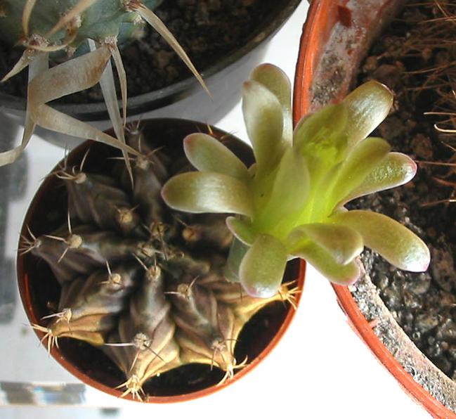 Name:  gymno calcycium stenogonum 2.jpg
Views: 1637
Size:  58.1 KB