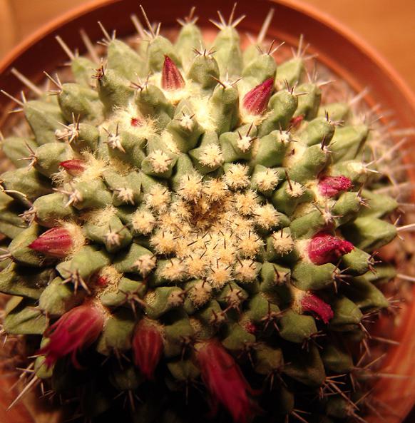 Name:  Mammillaria Compressa 2.jpg
Views: 1269
Size:  66.5 KB