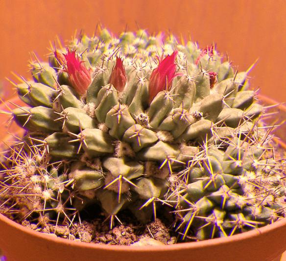 Name:  M. Compressa Real 3D.jpg
Views: 1168
Size:  68.5 KB