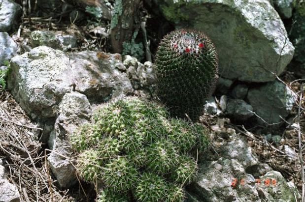 Name:  Mammillari Compressa in Habitat.jpg
Views: 1225
Size:  72.3 KB