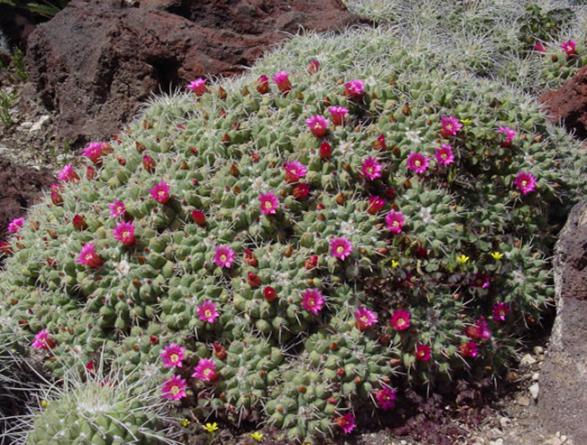 Name:  Mammillari Compressa in Habitat2.jpg
Views: 1462
Size:  72.8 KB