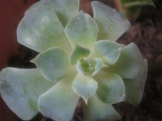 Name:  echevieria.JPG
Views: 2107
Size:  34.5 KB