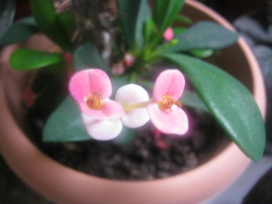 Name:  milii.JPG
Views: 1917
Size:  36.3 KB