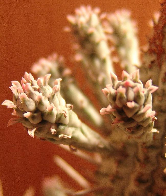 Name:  euphorbia mammilaris variegata 2.jpg
Views: 1140
Size:  74.3 KB