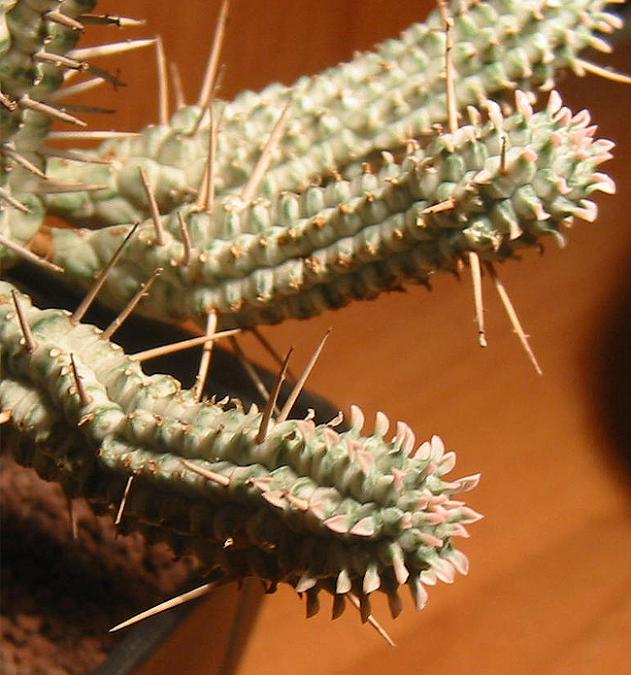 Name:  euphorbia mammilaris variegata 4.jpg
Views: 1133
Size:  63.9 KB