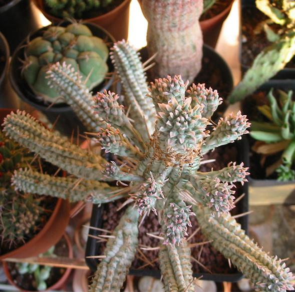 Name:  euphorbia mammilaris variegata 3.jpg
Views: 1325
Size:  65.2 KB