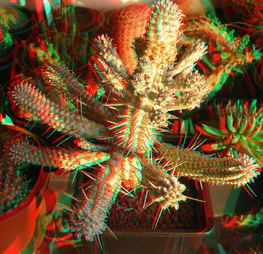 Name:  euphorbia mammilaris variegata 3D.jpg
Views: 1163
Size:  70.1 KB