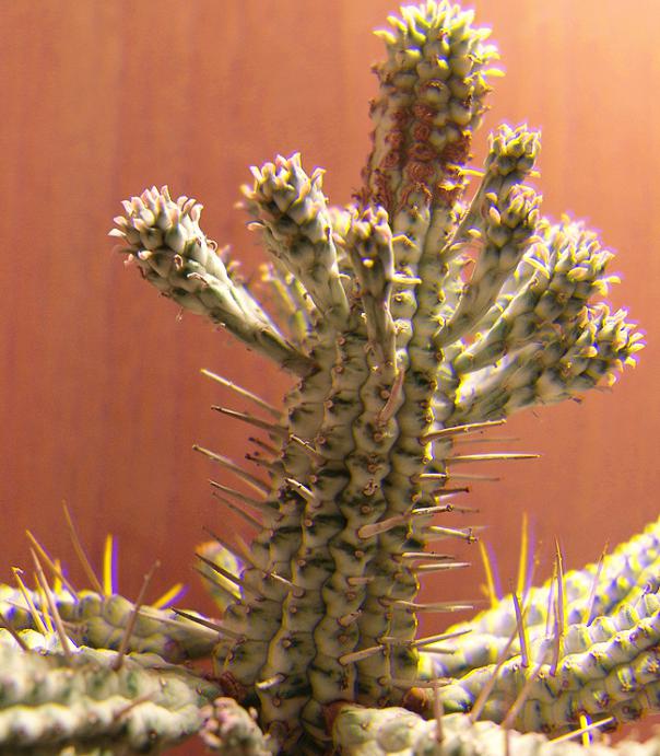 Name:  euphorbia mammilaris variegata REAL 3D.jpg
Views: 1101
Size:  66.0 KB