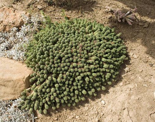 Name:  euphorbia mammilaris in habitat.jpg
Views: 1178
Size:  74.7 KB