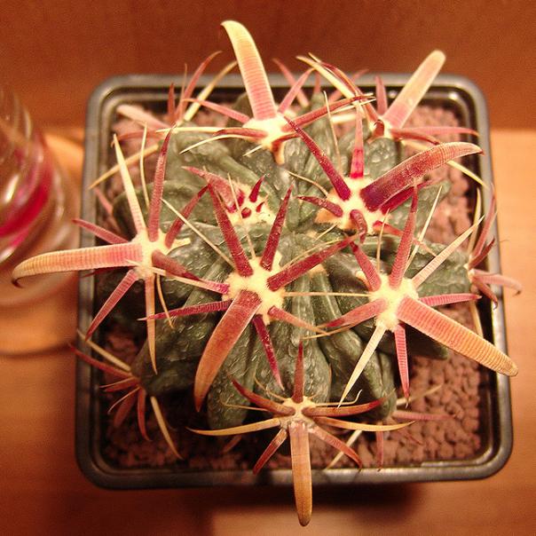 Name:  ferocactus latispinus 1.jpg
Views: 1843
Size:  67.1 KB