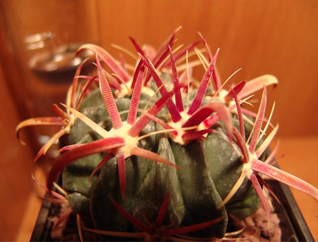 Name:  ferocactus latispinus 2.jpg
Views: 2240
Size:  43.1 KB
