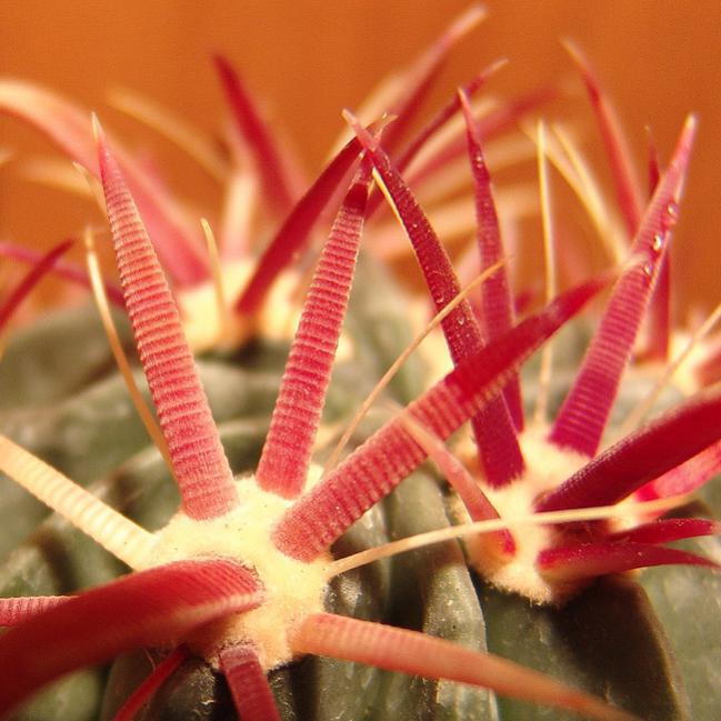 Name:  ferocactus latispinus dikenler.jpg
Views: 1868
Size:  55.6 KB