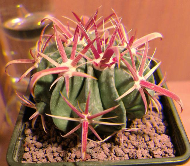 Name:  ferocactus latispinus real 3D.jpg
Views: 1630
Size:  65.3 KB